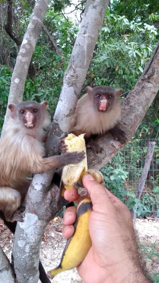 Chacara Pousada Sagui Cuiaba  Luaran gambar